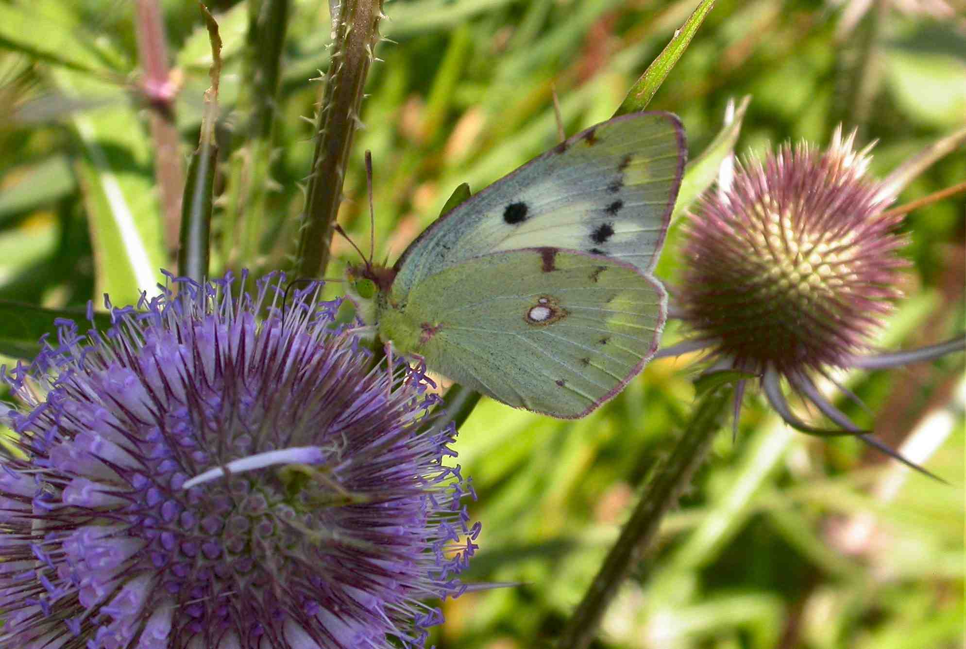Var. Helice