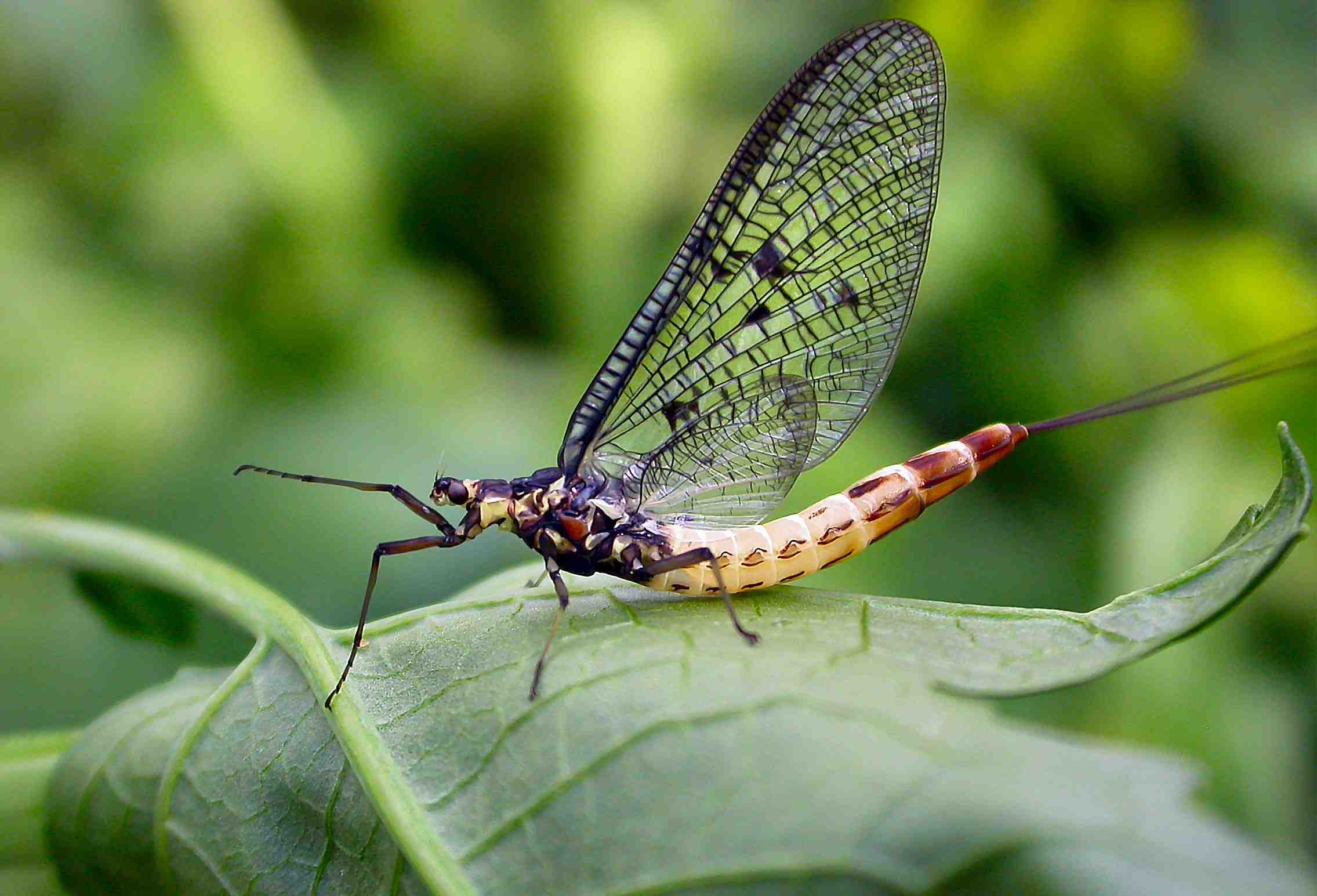 Image result for ephemera insect