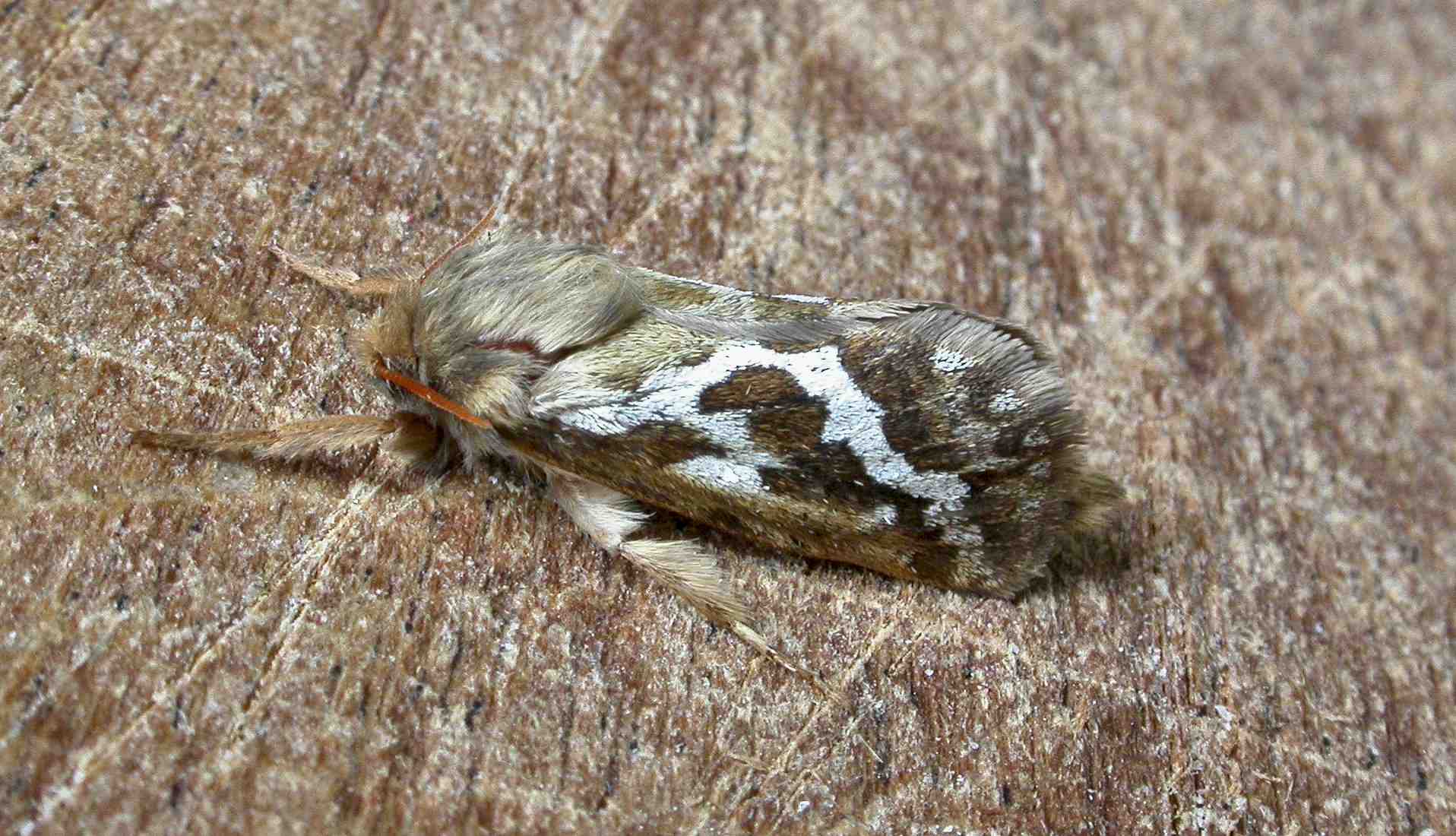 Common Swift