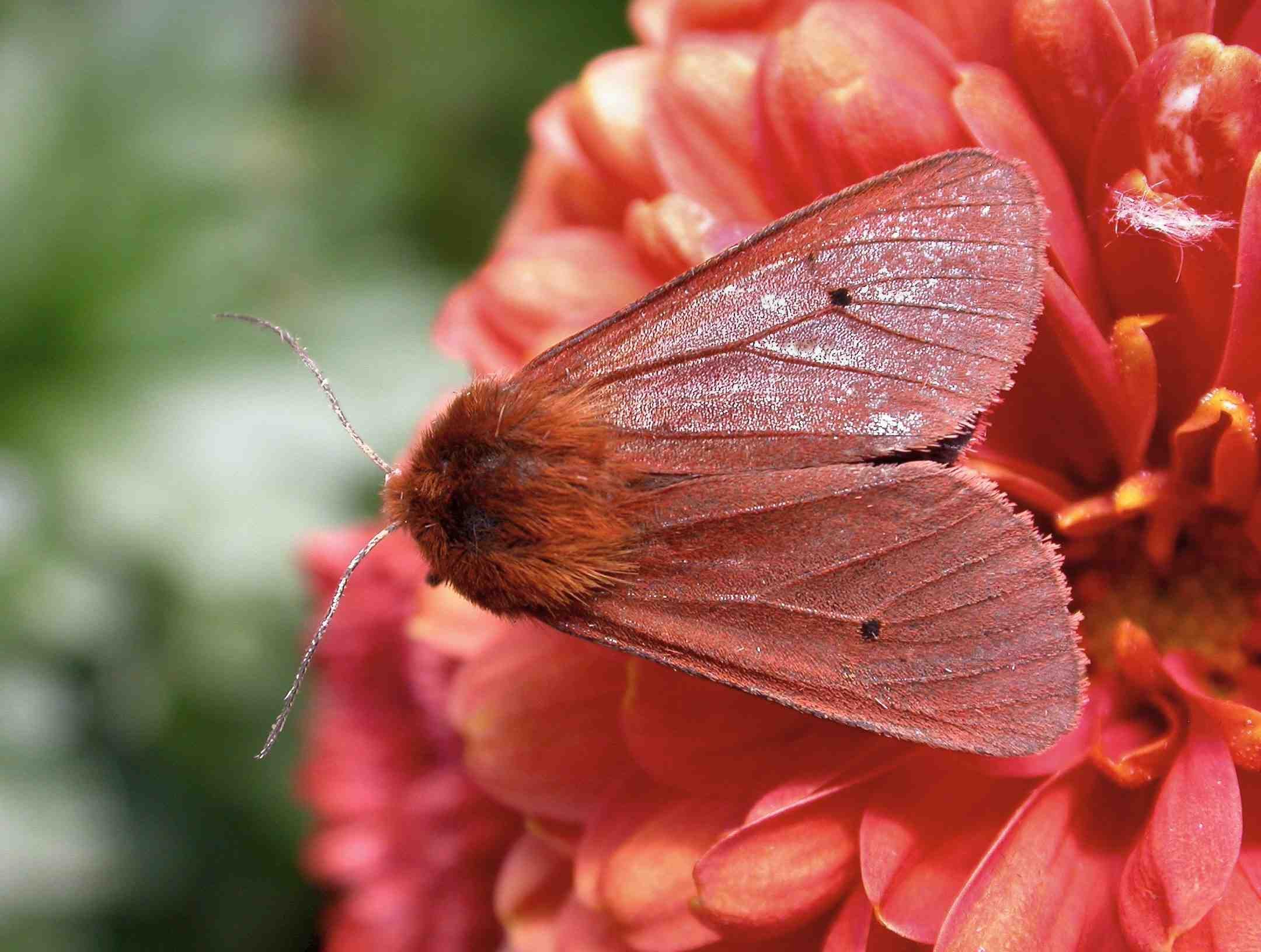 Moth Gallery 2