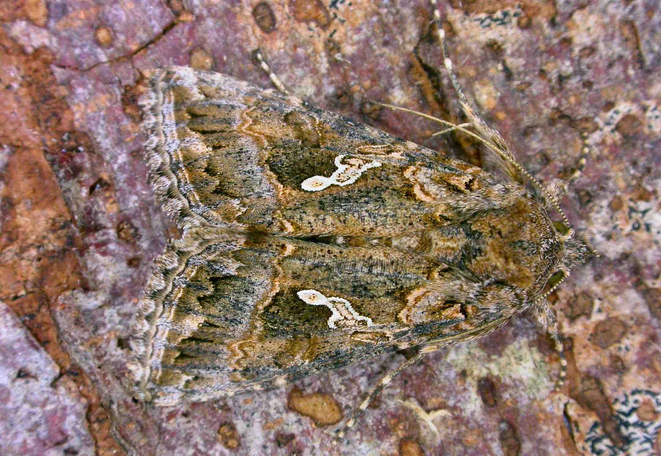 Ni Moth