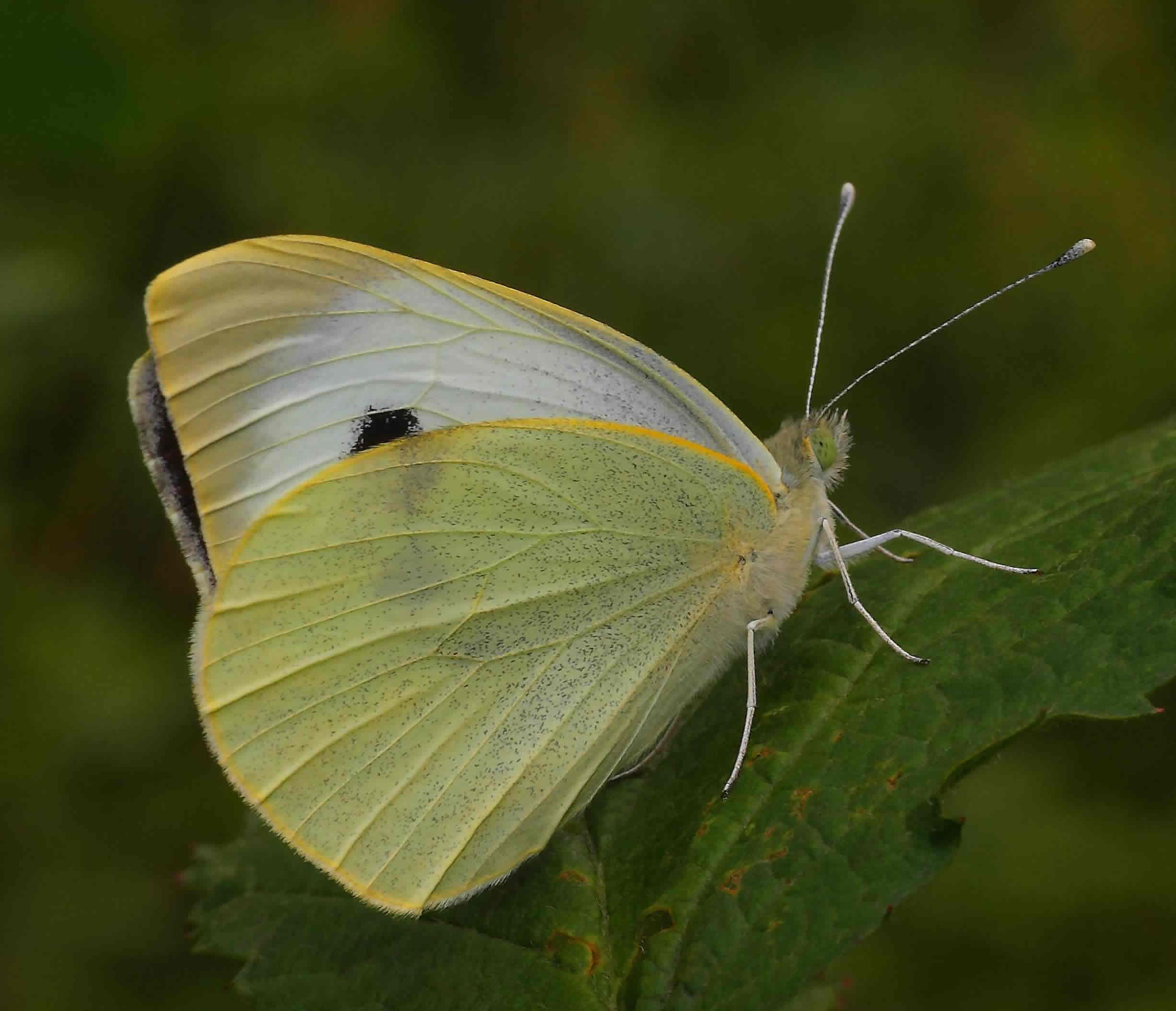 Butterfly Gallery