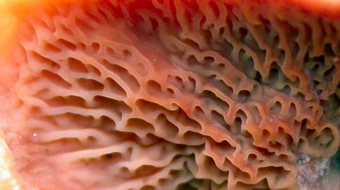 Merulius tremellosus