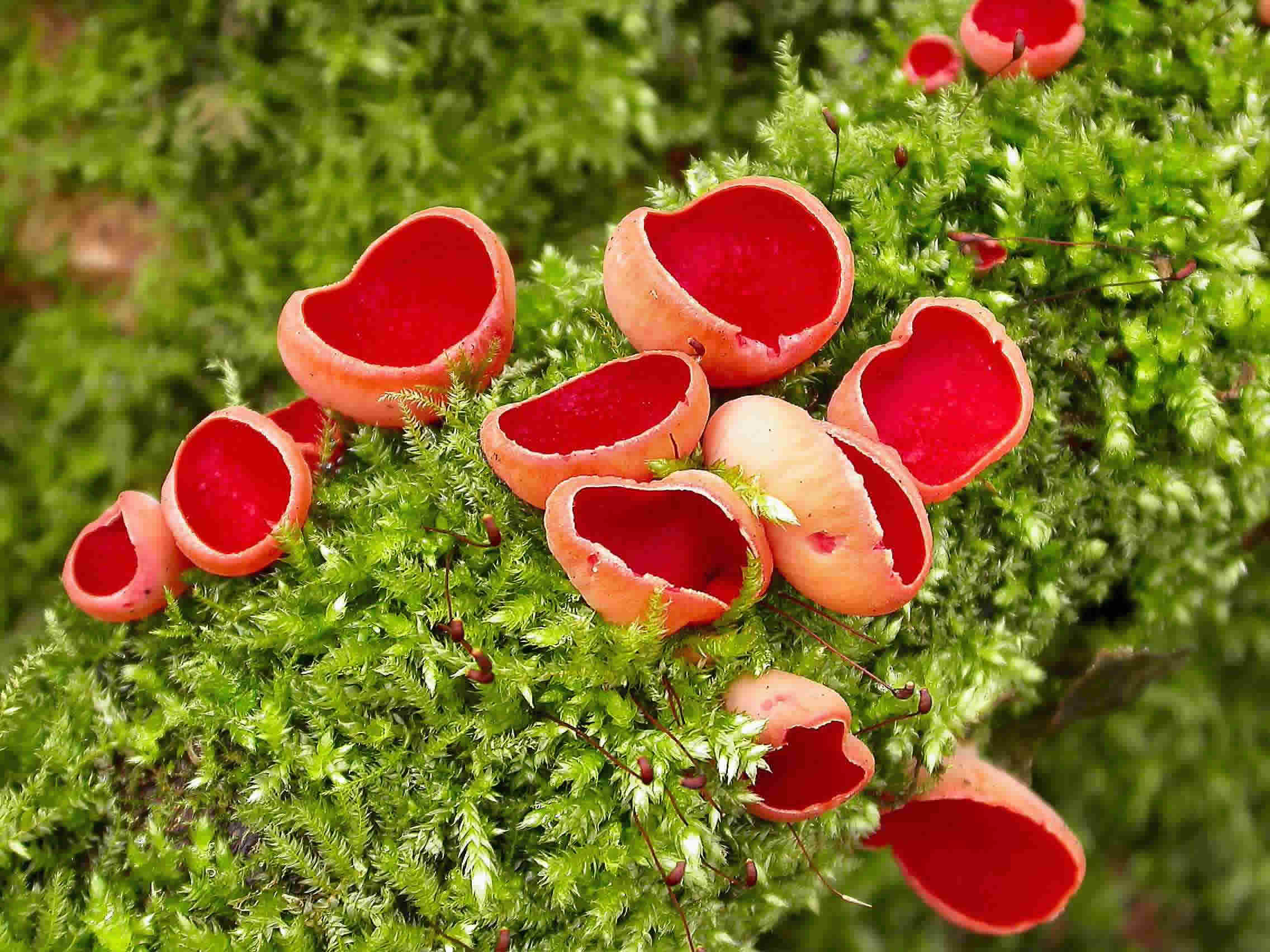 http://www.fungalpunknature.co.uk/Fungi/Sarcoscypha%20austriaca.jpg