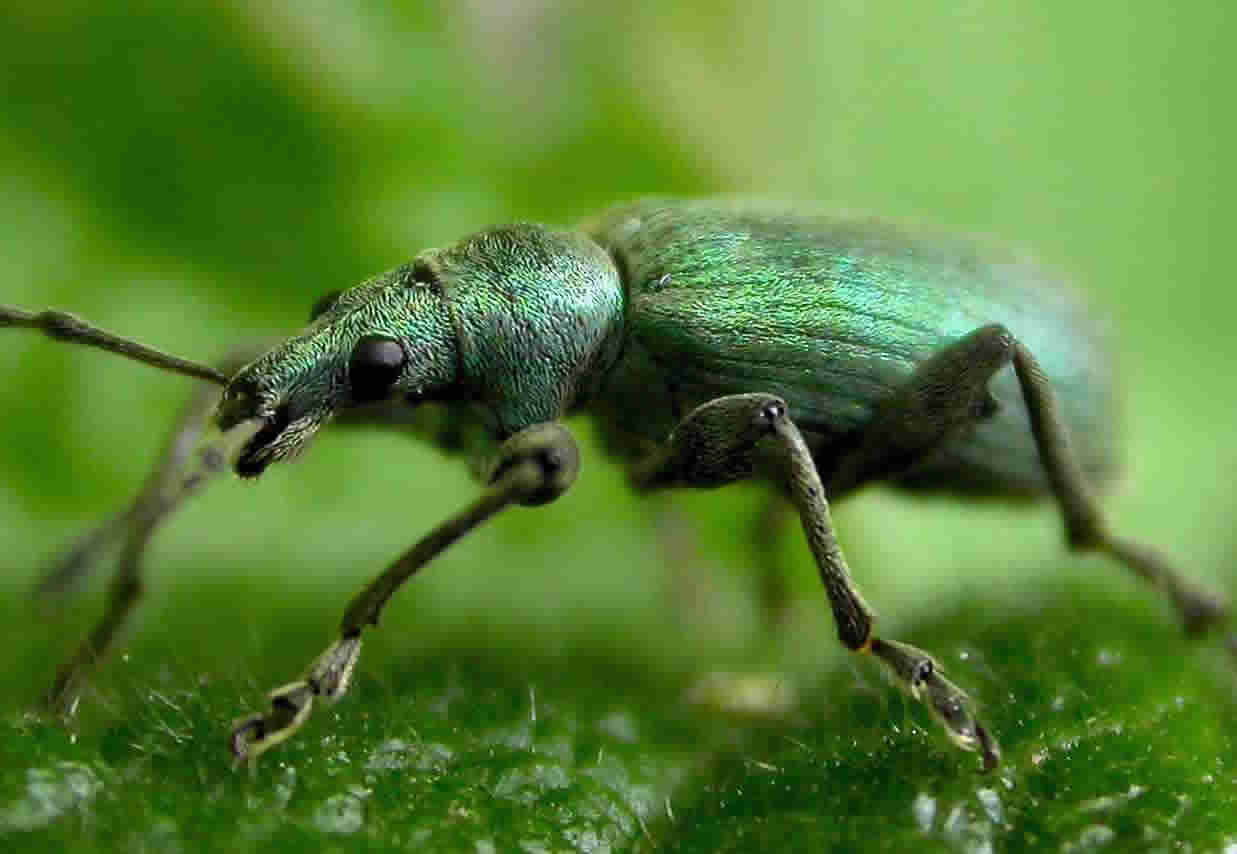 Greebles Insect Insect Gallery 2