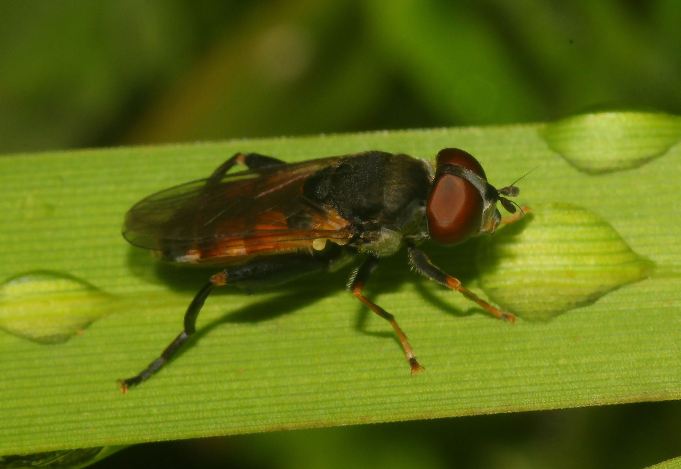 Tropida scita