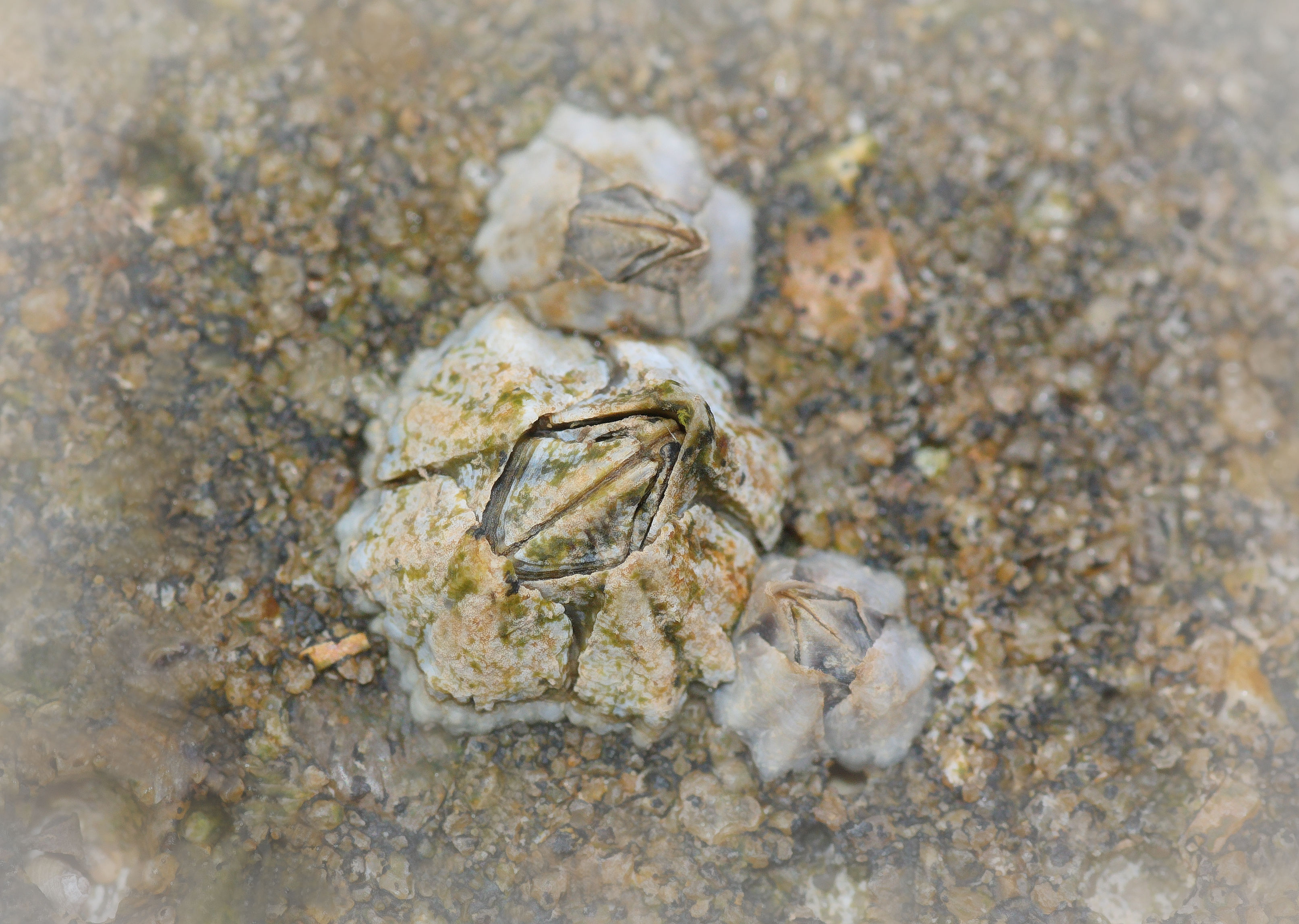Austrominius modestus