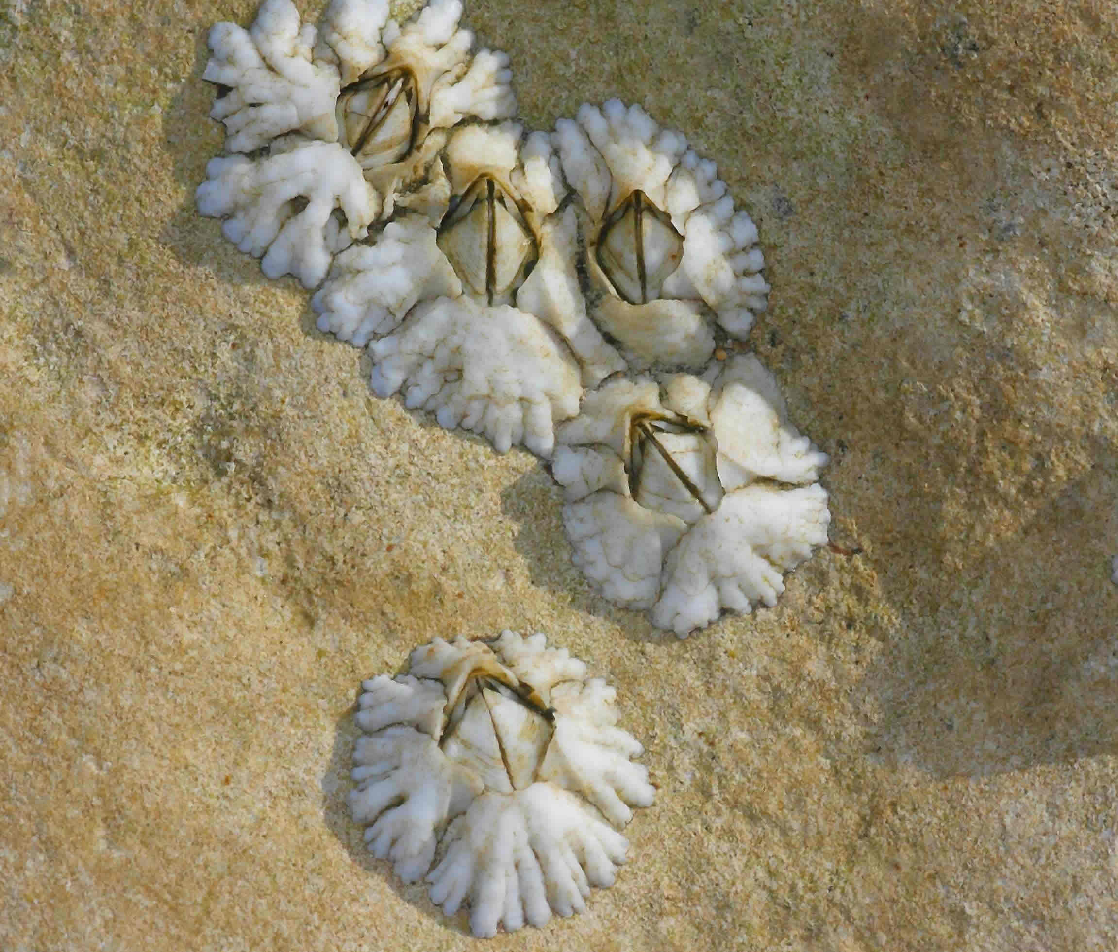 Seashore Gallery
